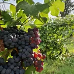 Beautiful Private House Among The Moscato Vineyards Vakantiehuis