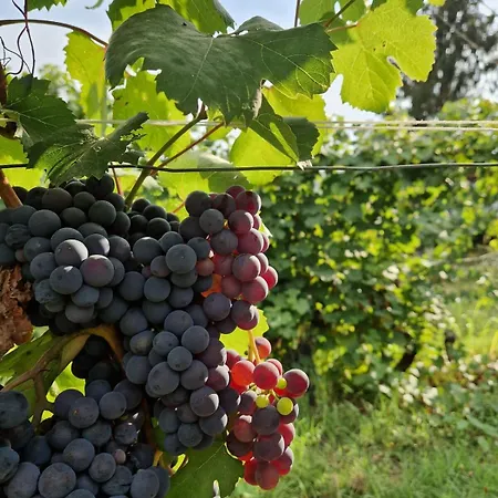 Beautiful Private House Among The Moscato Vineyards בית נופש